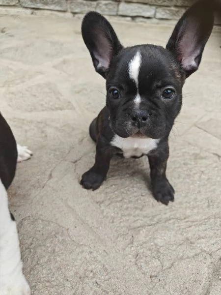 CUCCIOLI DI BULLDOG FRANCESE | Foto 2