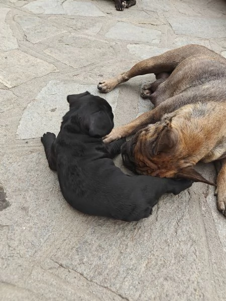 CUCCIOLI DI BULLDOG FRANCESE | Foto 1