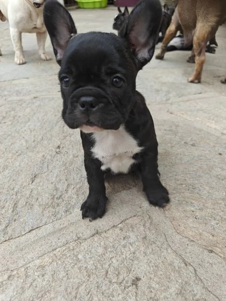 CUCCIOLI DI BULLDOG FRANCESE | Foto 0