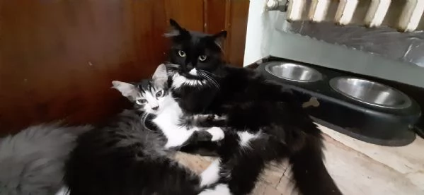 gattino di 3 mesi