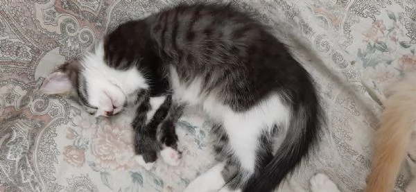 gattino di 3 mesi | Foto 5
