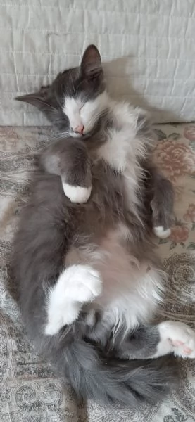 gattini di 3 mesi