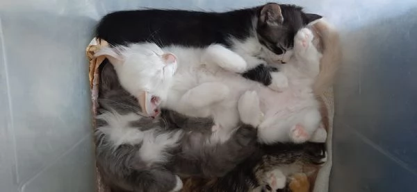 gattini di 3 mesi | Foto 5