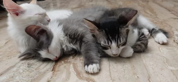 gattini di 3 mesi | Foto 4