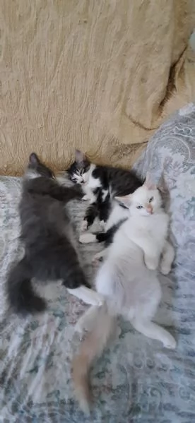 gattini di 3 mesi | Foto 3