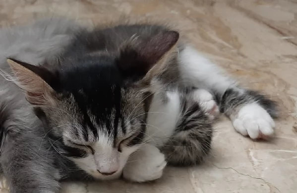 gattini di 3 mesi | Foto 2