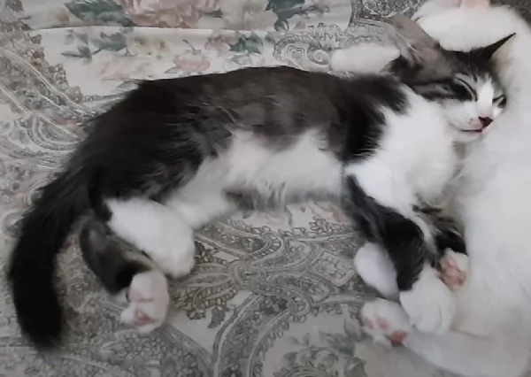 gattini di 3 mesi | Foto 1