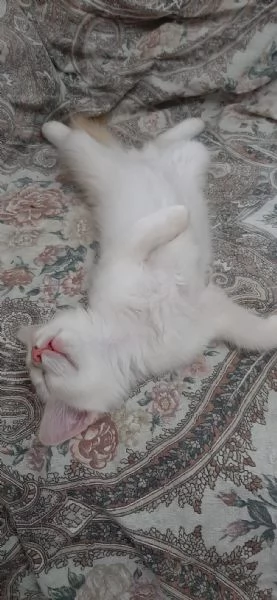 gattini di 3 mesi | Foto 0