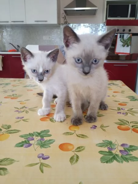 coppia gattini