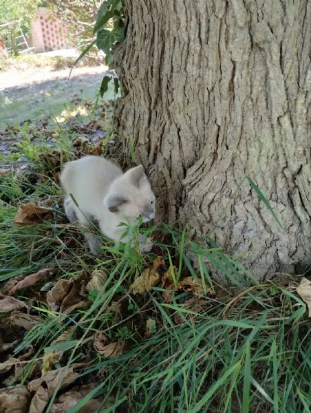 coppia gattini | Foto 1