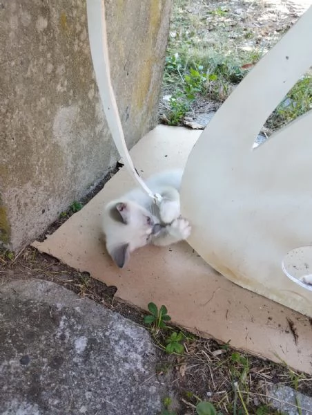 coppia gattini | Foto 0