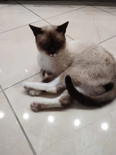 2 bellissimi siamesi tipo blue point  | Foto 1
