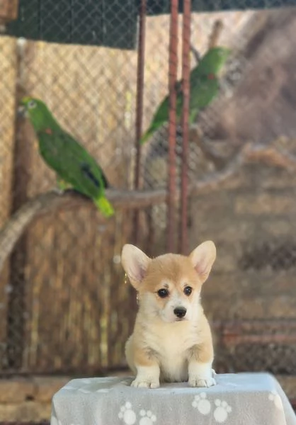Welsh Corgi Pembroke  Cuccioli Meravigliosi | Foto 2