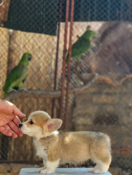 Welsh Corgi Pembroke  Cuccioli Meravigliosi | Foto 1