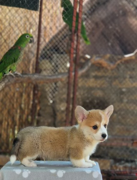 Welsh Corgi Pembroke  Cuccioli Meravigliosi