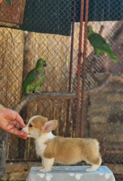 Welsh Corgi Pembroke  Cuccioli Meravigliosi | Foto 0
