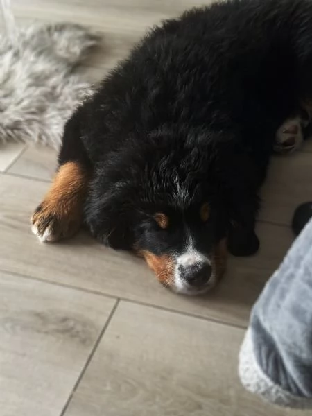 Cucciolo bovaro del Bernese con pedigree | Foto 1