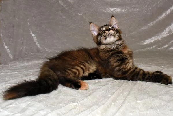 Cucciola di Maine Coon  | Foto 4