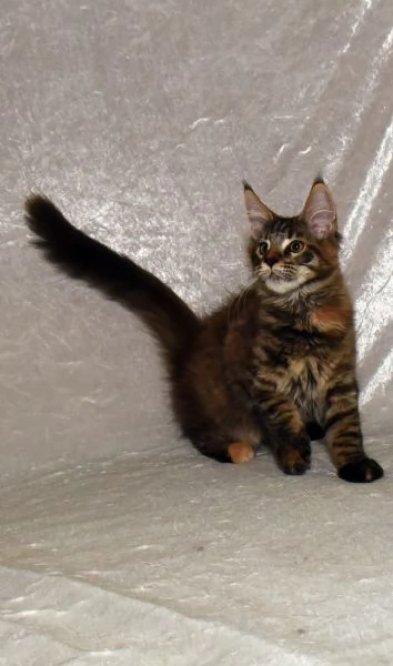 Cucciola di Maine Coon  | Foto 3