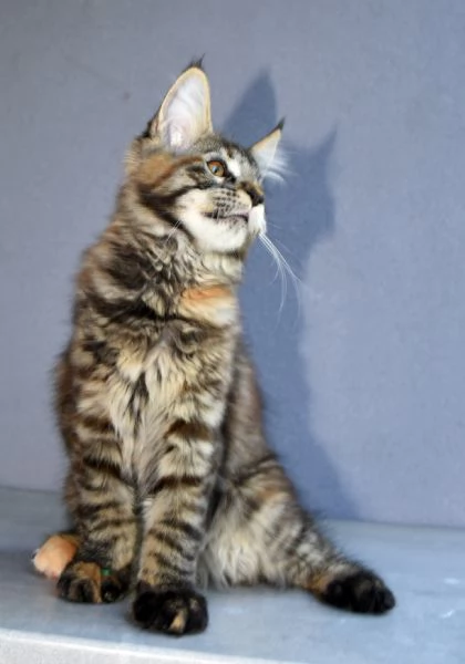 Cucciola di Maine Coon 