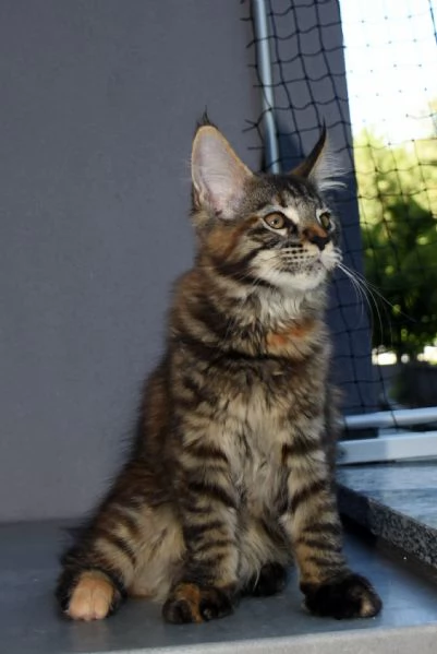 Cucciola di Maine Coon  | Foto 3