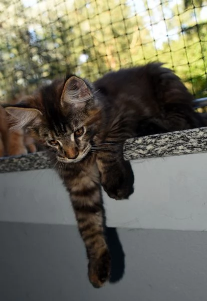 Cucciola di Maine Coon  | Foto 2