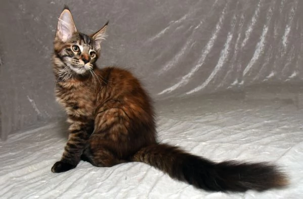Cucciola di Maine Coon  | Foto 2