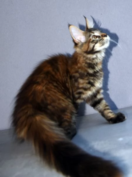Cucciola di Maine Coon  | Foto 1