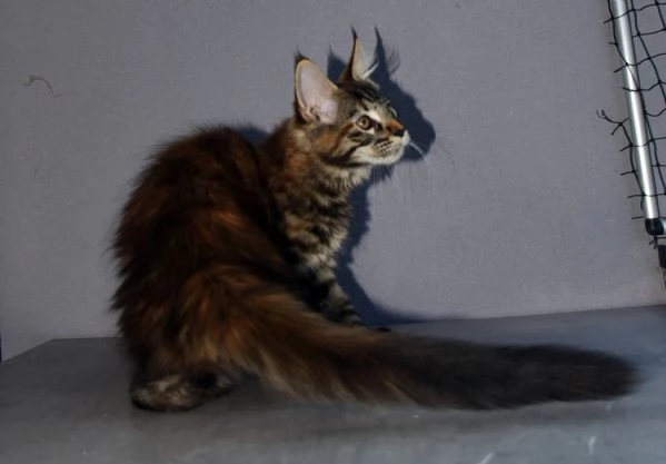 Cucciola di Maine Coon  | Foto 0