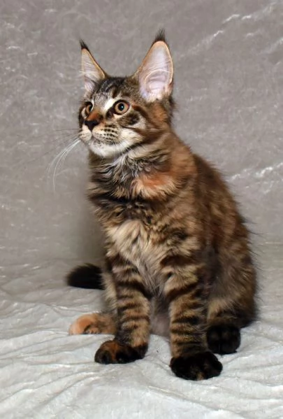 Cucciola di Maine Coon  | Foto 1