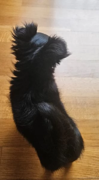 Cucciola di chihuahua pelo lungo manto nero 
