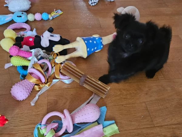 Cucciola di chihuahua pelo lungo manto nero  | Foto 0