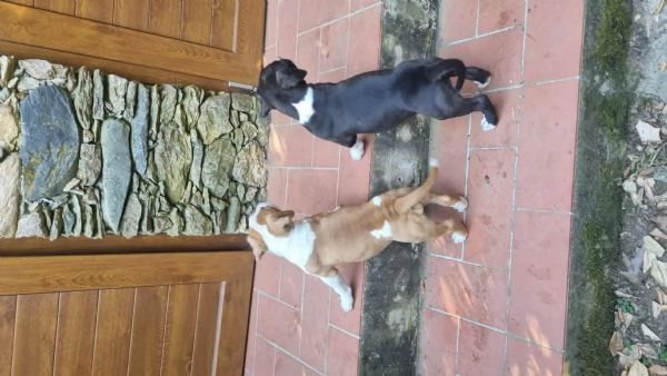 Amstaff | Foto 1