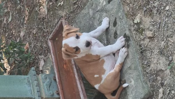 Amstaff | Foto 0