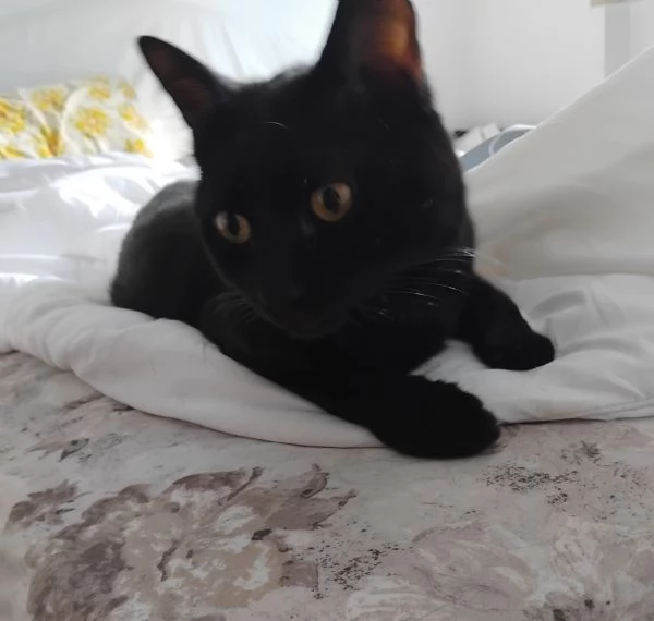 Regalo gattini