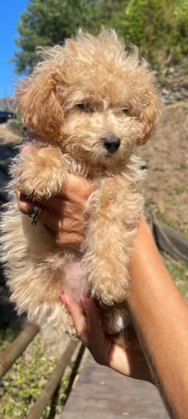 Barboncina toy  | Foto 3