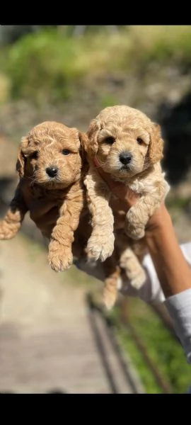 Barboncina toy  | Foto 0