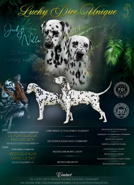 Cucciolo di Dalmata FCI | Foto 0
