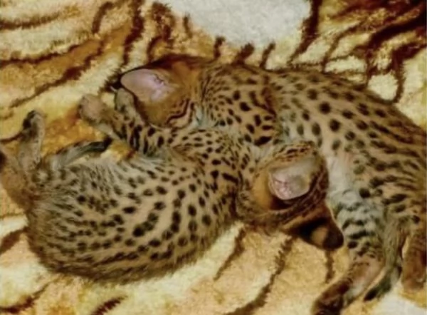 gattini bengala e savannah | Foto 0