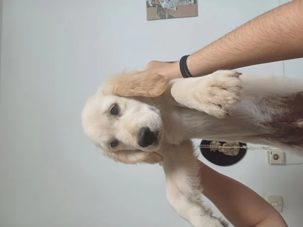 3 Cuccioli di golden retriver 3maschi  | Foto 2