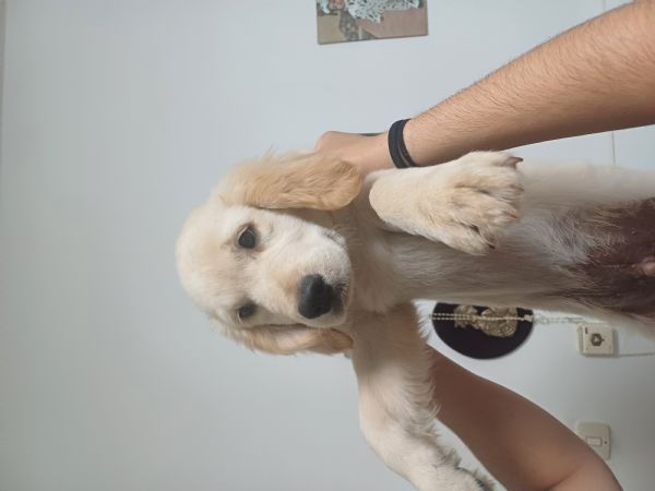 3 Cuccioli di golden retriver 3maschi  | Foto 1