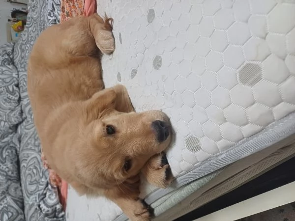 3 Cuccioli di golden retriver 3maschi 
