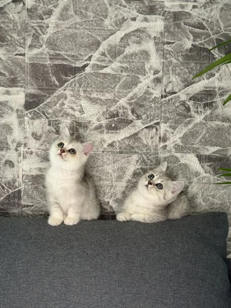 Gattine BritishScottish disponibile per consegna