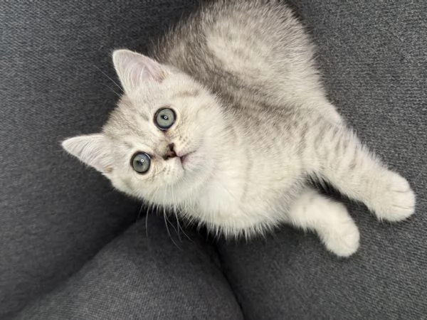 Gattine BritishScottish disponibile per consegna | Foto 4