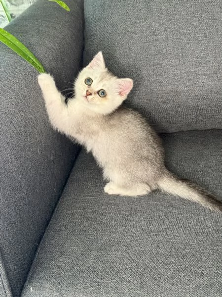 Gattine BritishScottish disponibile per consegna | Foto 3