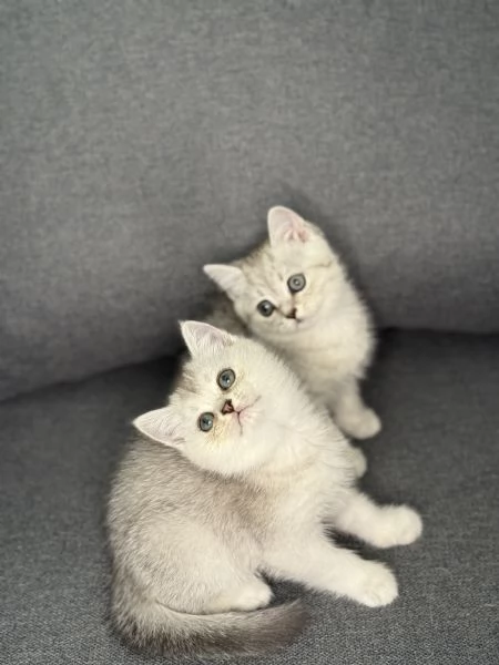 Gattine BritishScottish disponibile per consegna | Foto 1
