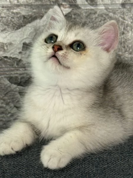 Gattine BritishScottish disponibile per consegna | Foto 0