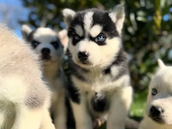 Offriamo in vendita splendidi cuccioli di Siberian Husky purosangue dagli occhi azzurri | Foto 0