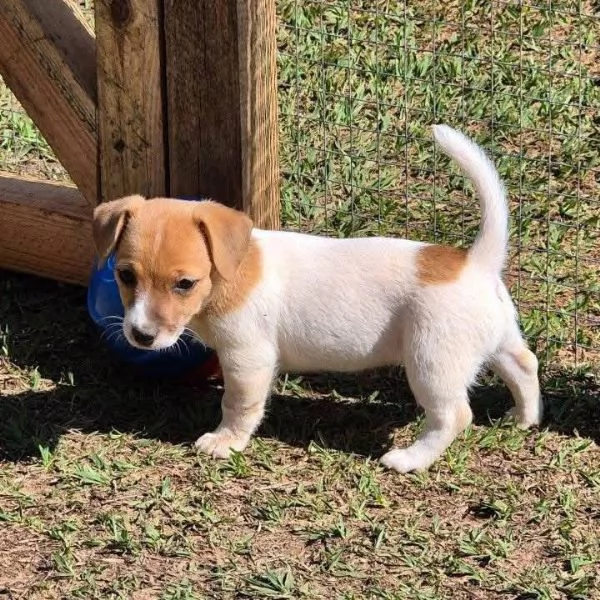 Jack Russel Cucciolo maschio e femmina disponibili | Foto 0