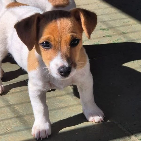Jack Russel Cucciolo maschio e femmina disponibili